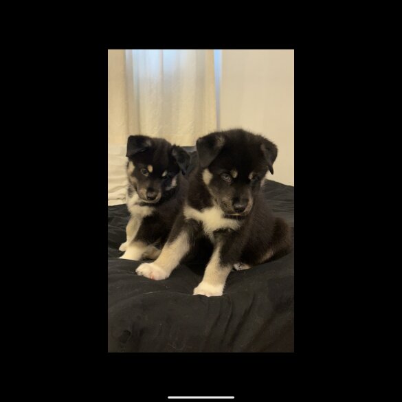 Siberian Husky - Both