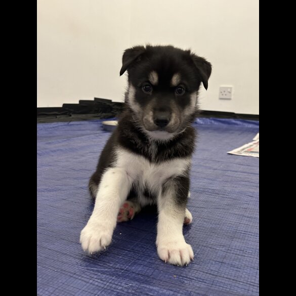 Siberian Husky - Both
