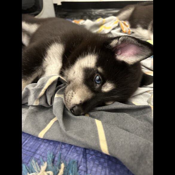Siberian Husky - Both