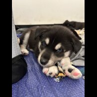 Siberian Husky - Both