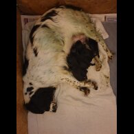 Sprocker Spaniel - Both