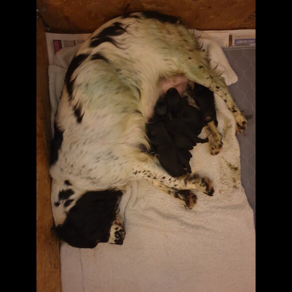 Sprocker Spaniel - Both
