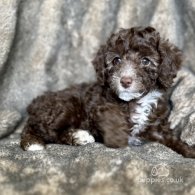 Toy Poodle - Both