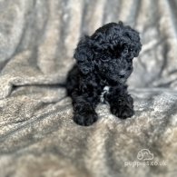 Toy Poodle - Both