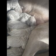 Weimaraner - Both