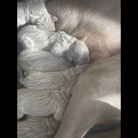 Weimaraner - Both