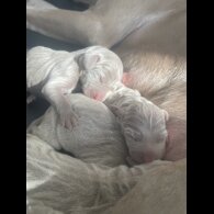 Weimaraner - Both