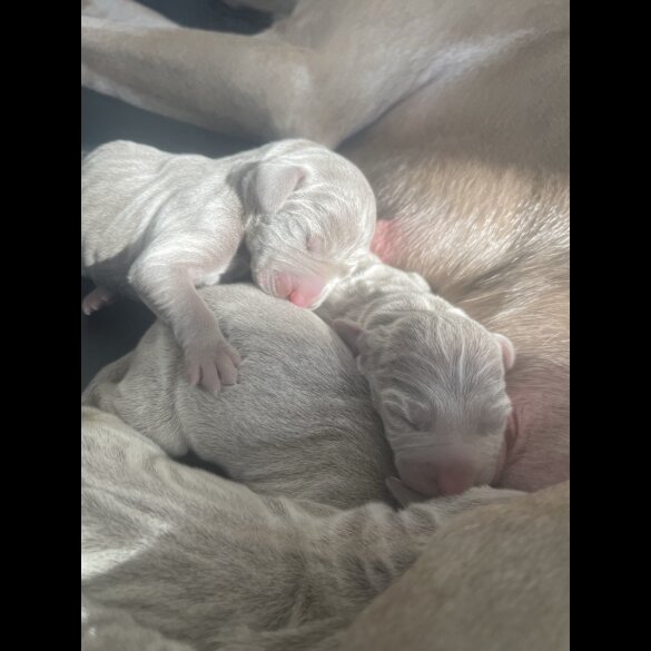 Weimaraner - Both