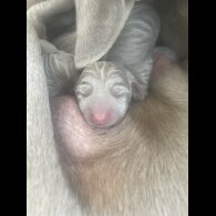 Weimaraner - Both