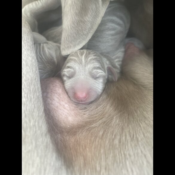 Weimaraner - Both