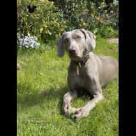 Weimaraner - Both