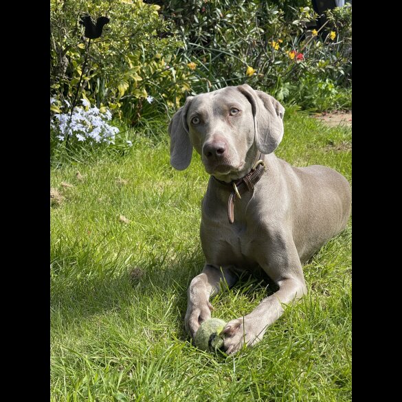 Weimaraner - Both