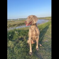 Weimaraner - Both