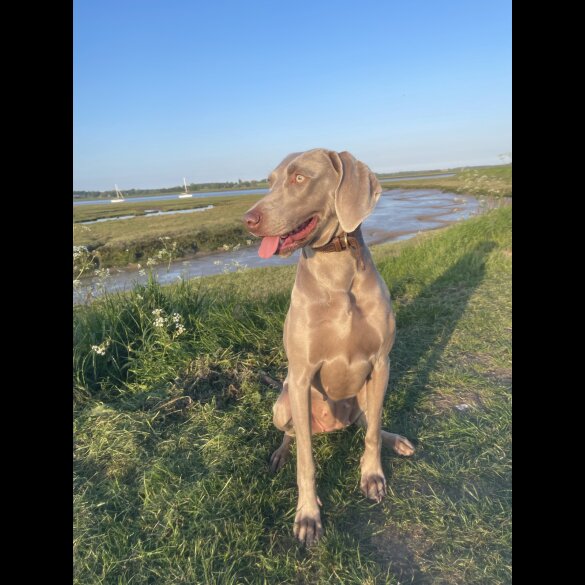 Weimaraner - Both