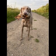 Weimaraner - Both