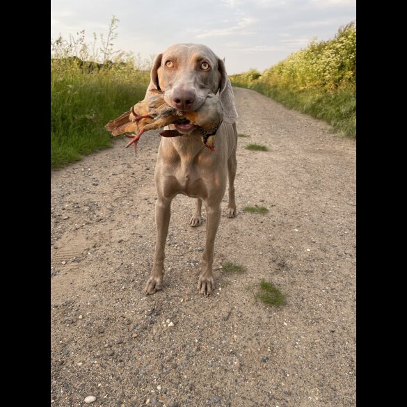 Weimaraner - Both