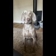 Weimaraner - Both