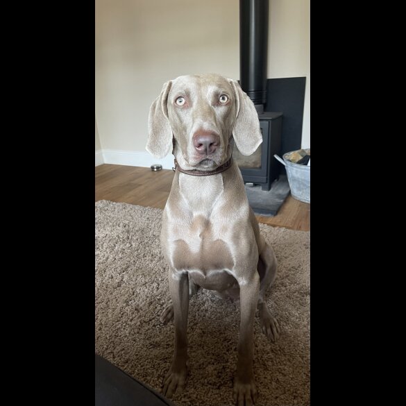 Weimaraner - Both