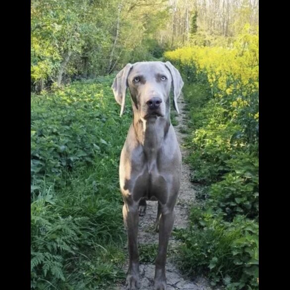Weimaraner - Both