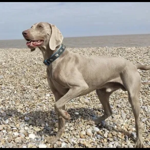 Weimaraner - Both