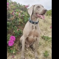 Weimaraner - Both