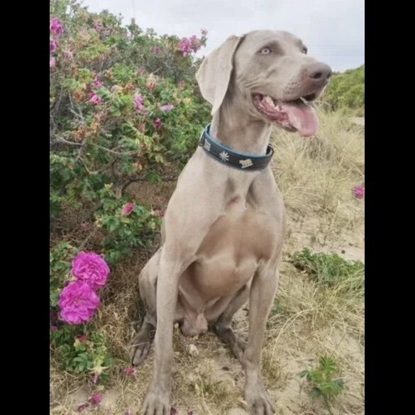 Weimaraner - Both
