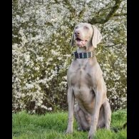 Weimaraner - Both