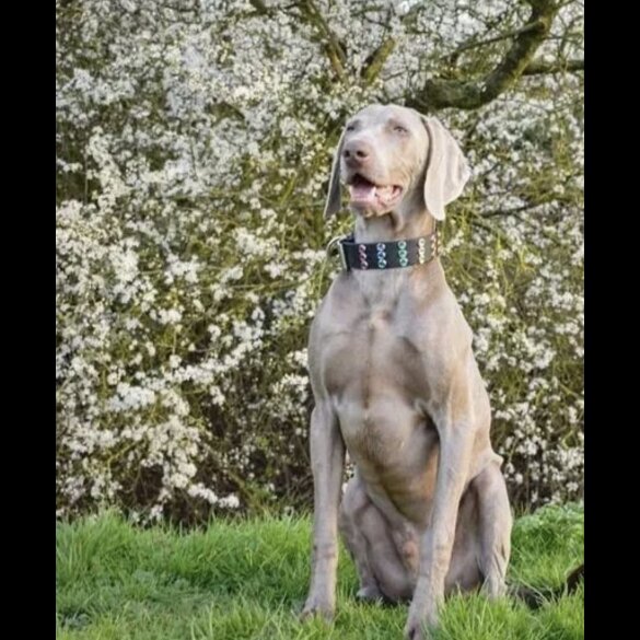 Weimaraner - Both