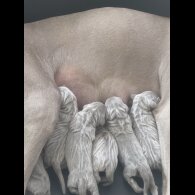 Weimaraner - Both