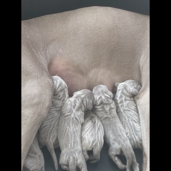 Weimaraner - Both
