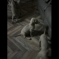 Weimaraner - Dogs