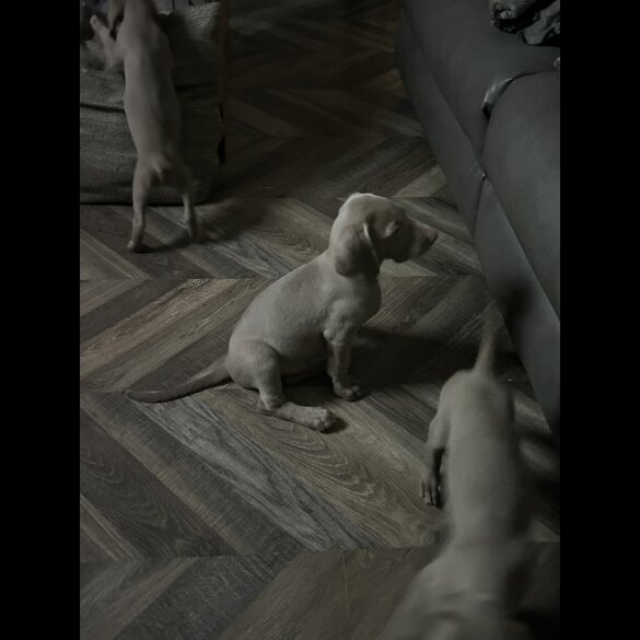 Weimaraner - Dogs