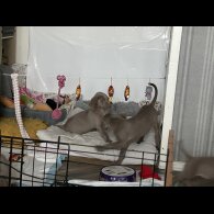 Weimaraner - Dogs