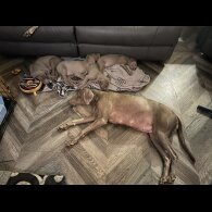 Weimaraner - Dogs