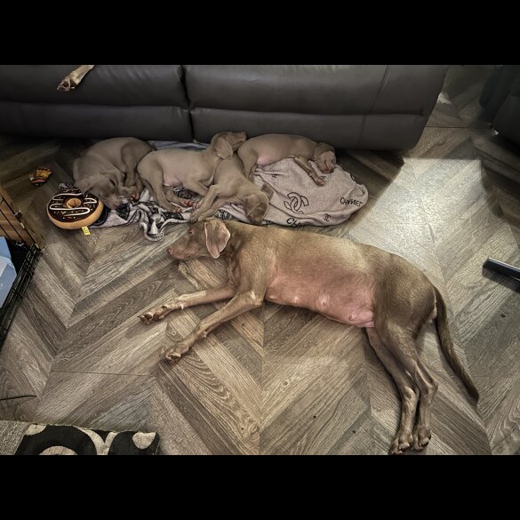 Weimaraner - Dogs