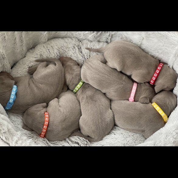 Weimaraner - Both