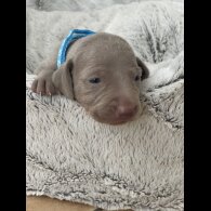 Weimaraner - Both