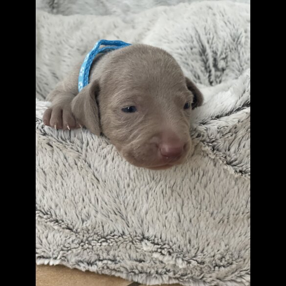 Weimaraner - Both