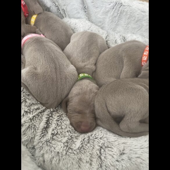 Weimaraner - Both