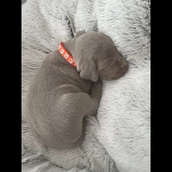 Weimaraner - Both