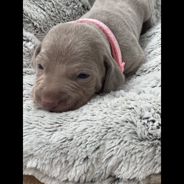 Weimaraner - Both