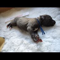 Whippet - Both