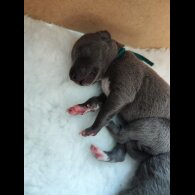 Whippet - Both