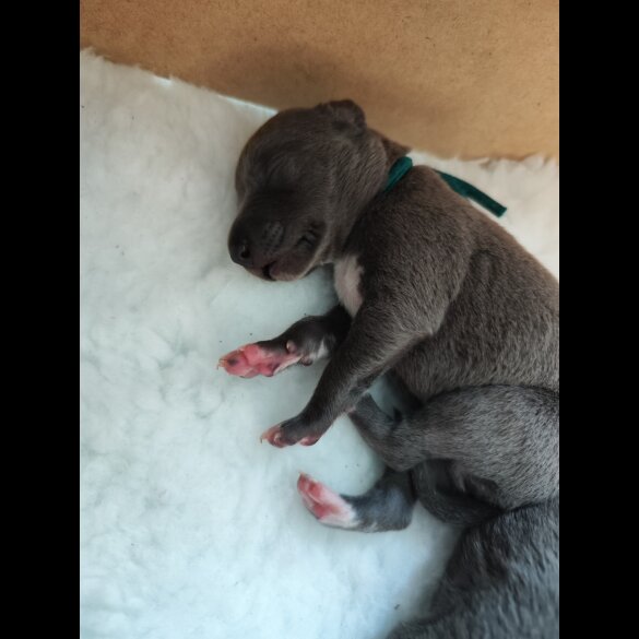 Whippet - Both