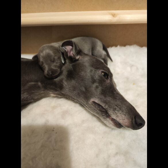 Whippet - Both