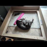 Whippet - Both