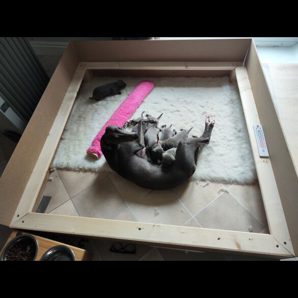 Whippet - Both