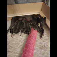 Whippet - Both