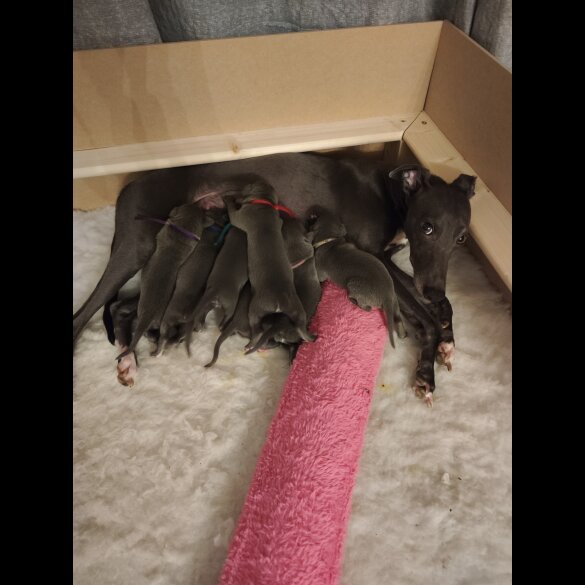 Whippet - Both