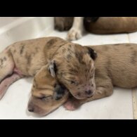 Saluki - Dogs